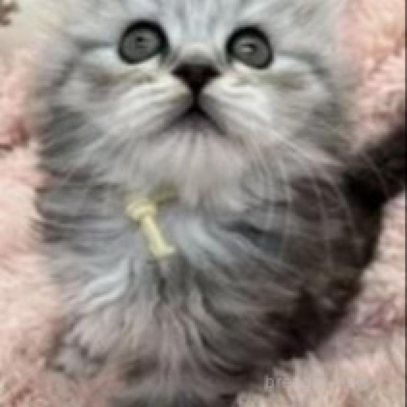 販売中の埼玉県のスコティッシュフォールド-132500の2枚目