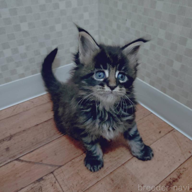 販売中の神奈川県のメインクーン-132502の5枚目