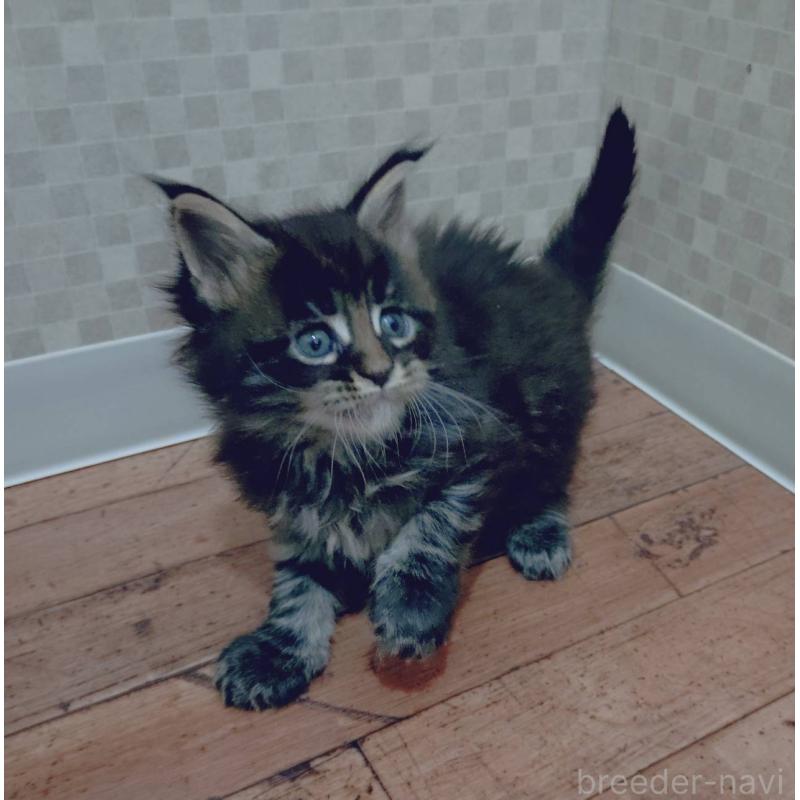 販売中の神奈川県のメインクーン-132502の4枚目