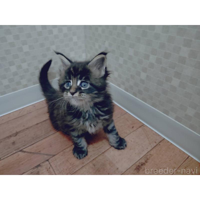 販売中の神奈川県のメインクーン-132502の3枚目