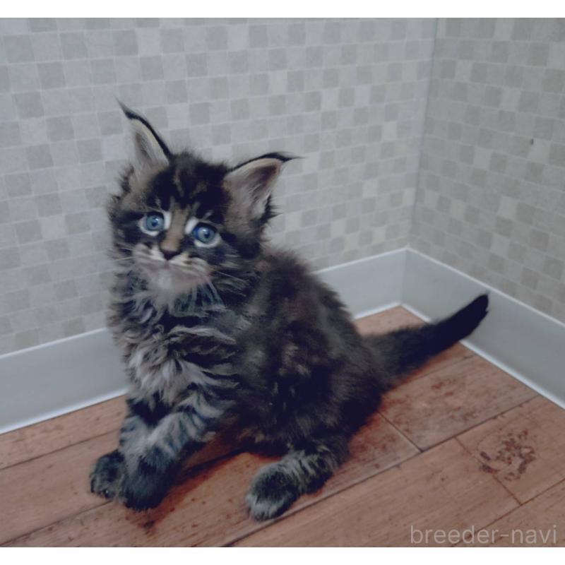 販売中の神奈川県のメインクーン-132502の2枚目