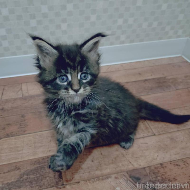 販売中の神奈川県のメインクーン-132502の1枚目