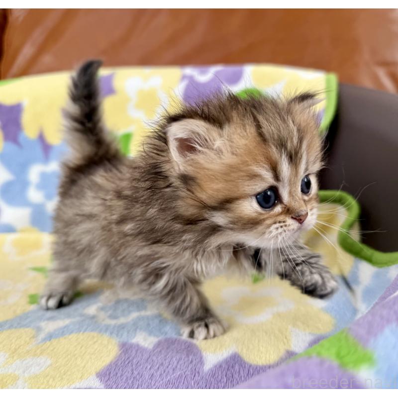 販売中の神奈川県のミヌエット-132504の10枚目