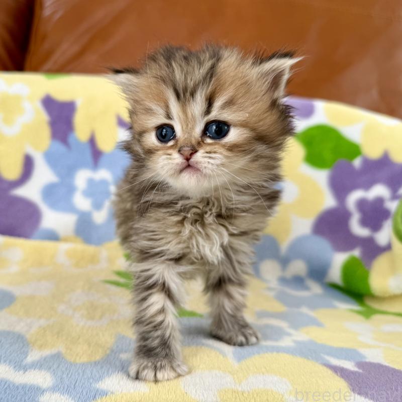 販売中の神奈川県のミヌエット-132504の9枚目