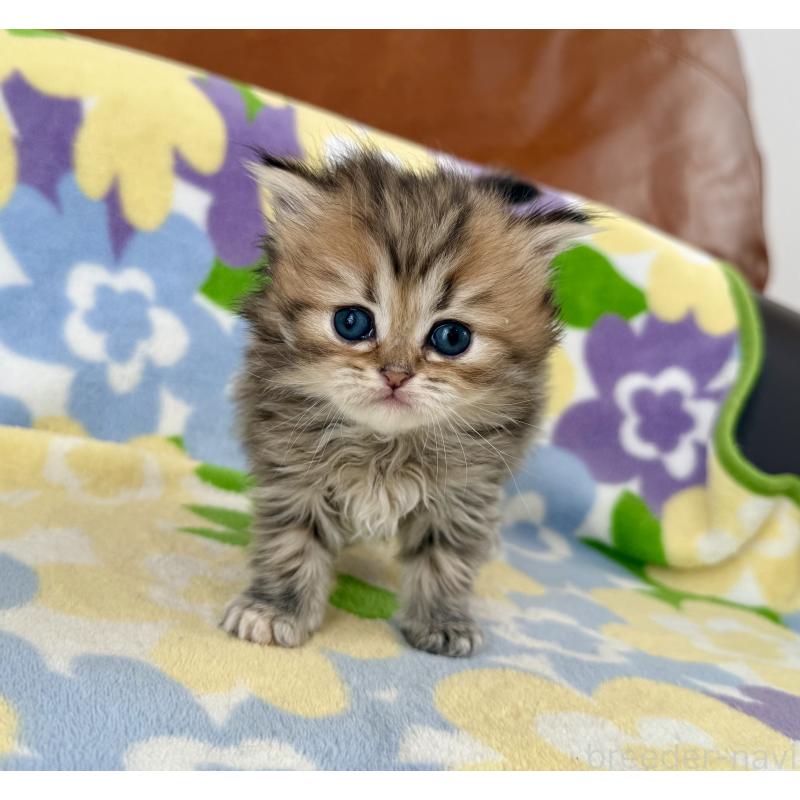 販売中の神奈川県のミヌエット-132504の8枚目