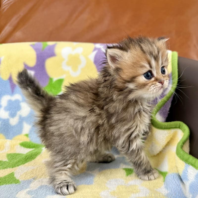 販売中の神奈川県のミヌエット-132504の7枚目