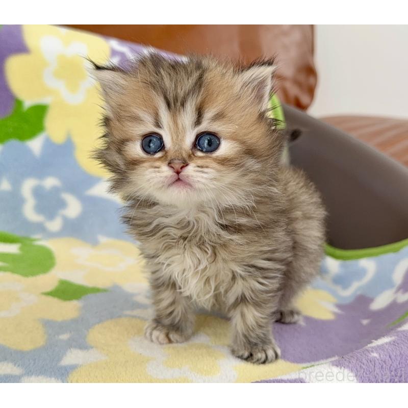 販売中の神奈川県のミヌエット-132504の6枚目