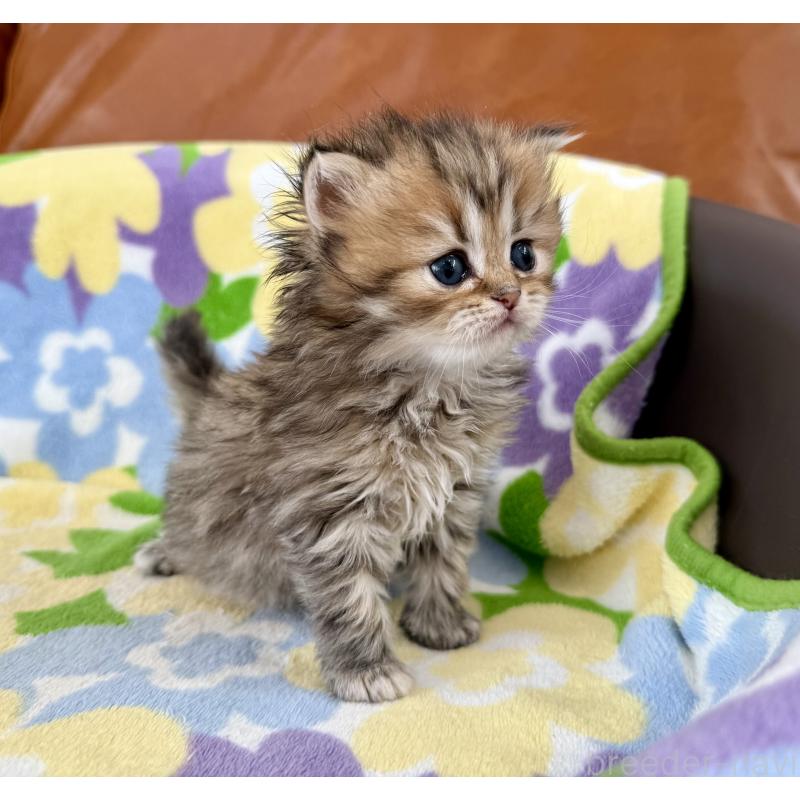 販売中の神奈川県のミヌエット-132504の5枚目