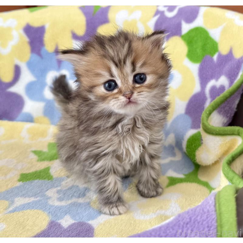 販売中の神奈川県のミヌエット-132504の4枚目