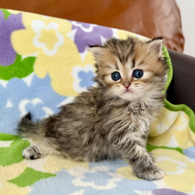 販売中の神奈川県のミヌエット-132504の3枚目