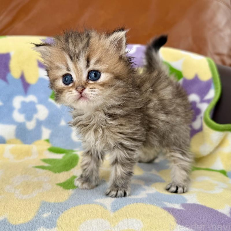 販売中の神奈川県のミヌエット-132504の2枚目