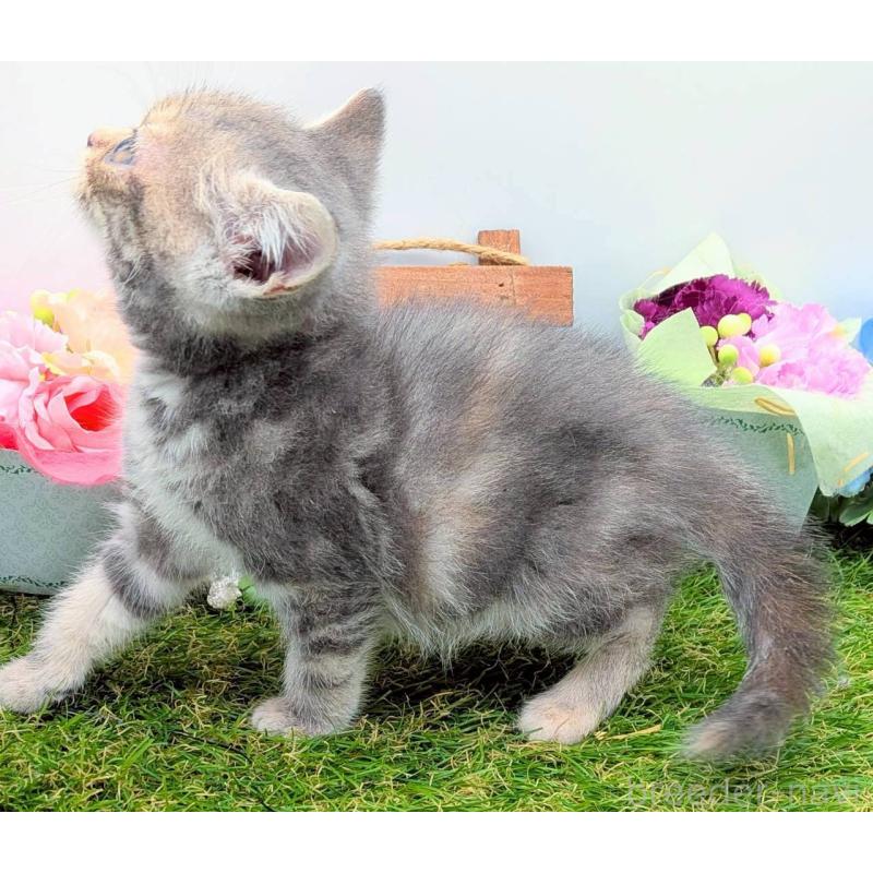 販売中の大阪府のスコティッシュフォールド-132503の10枚目