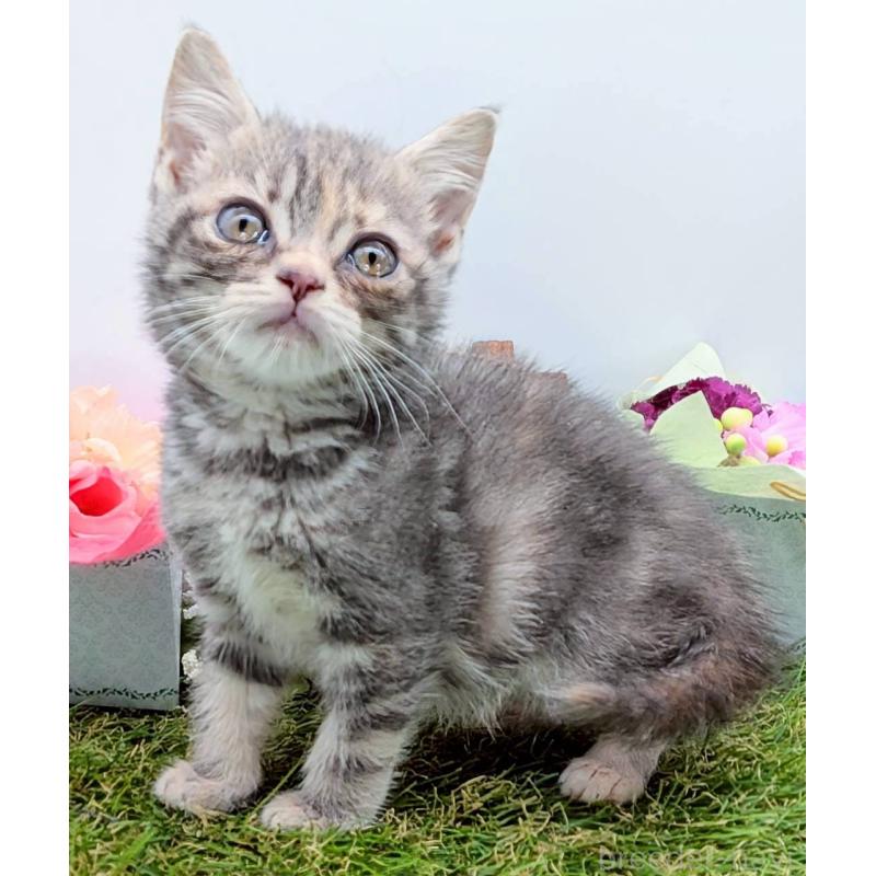 販売中の大阪府のスコティッシュフォールド-132503の9枚目