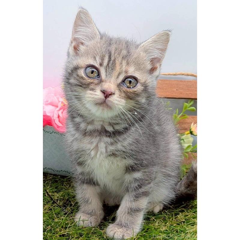 販売中の大阪府のスコティッシュフォールド-132503の8枚目