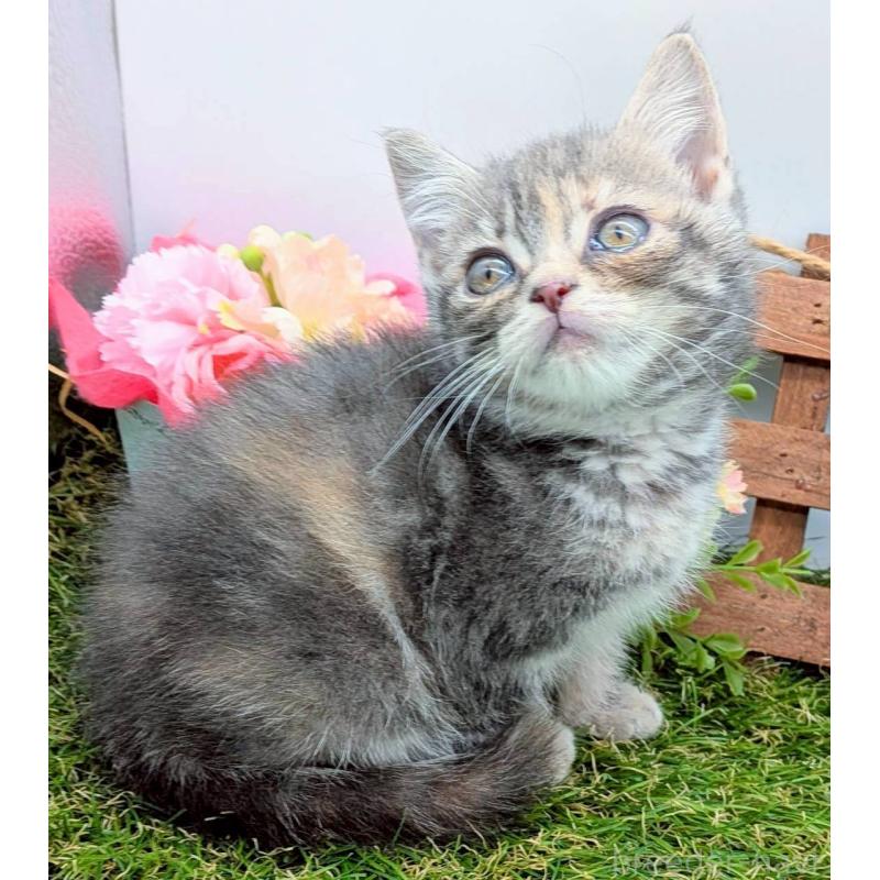 販売中の大阪府のスコティッシュフォールド-132503の7枚目