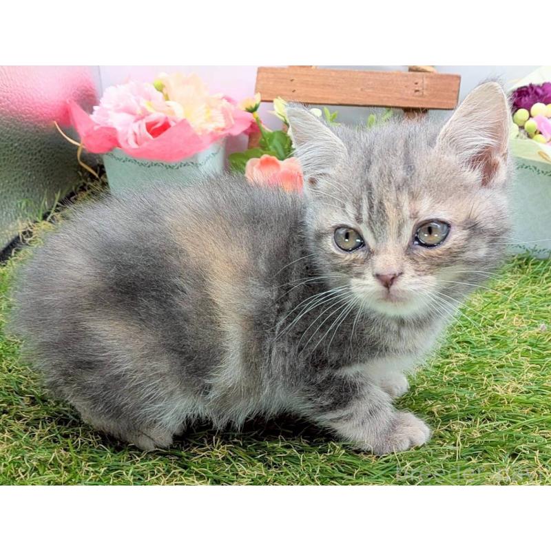 販売中の大阪府のスコティッシュフォールド-132503の6枚目