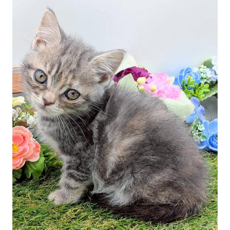 販売中の大阪府のスコティッシュフォールド-132503の4枚目