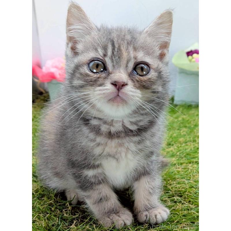 販売中の大阪府のスコティッシュフォールド-132503の5枚目