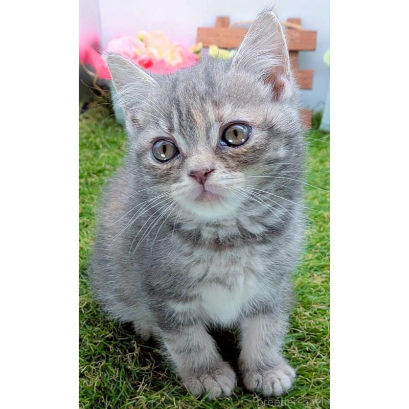 販売中の大阪府のスコティッシュフォールド-132503の3枚目