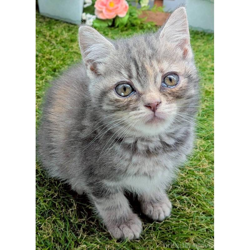 販売中の大阪府のスコティッシュフォールド-132503の2枚目