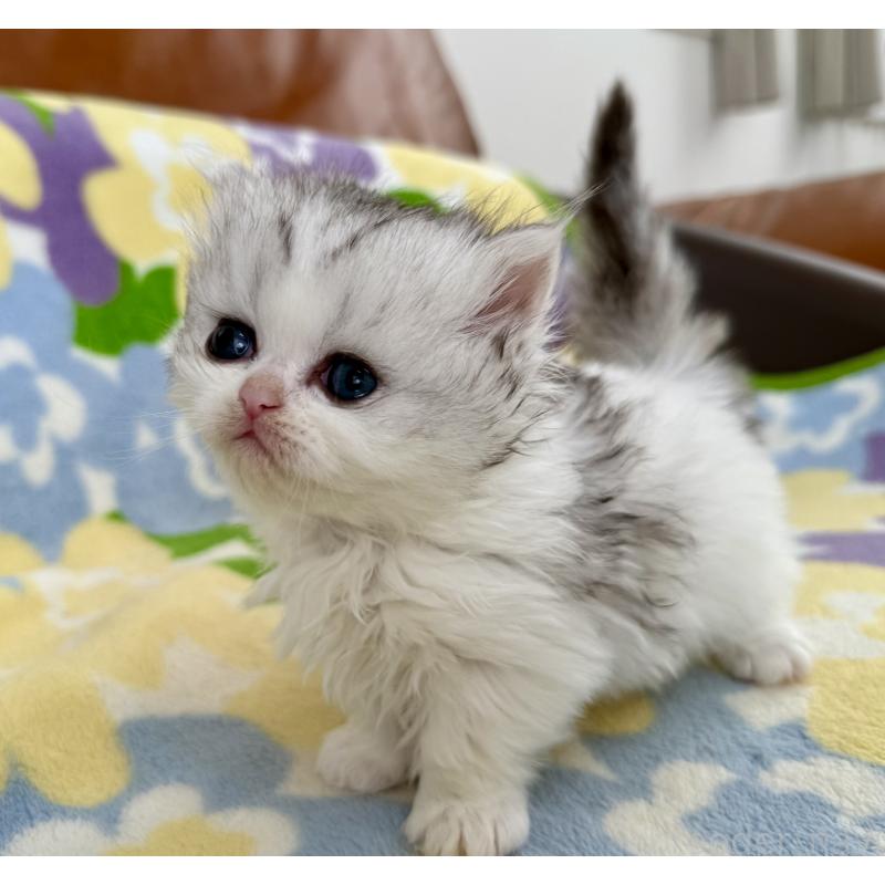 販売中の神奈川県のミヌエット-132506の9枚目