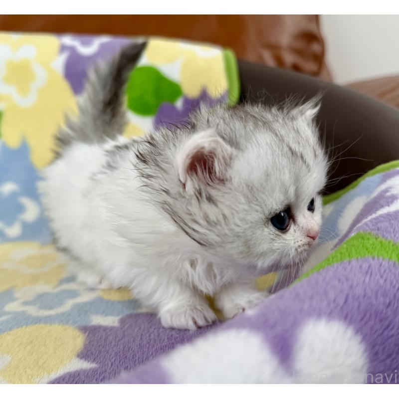 販売中の神奈川県のミヌエット-132506の8枚目