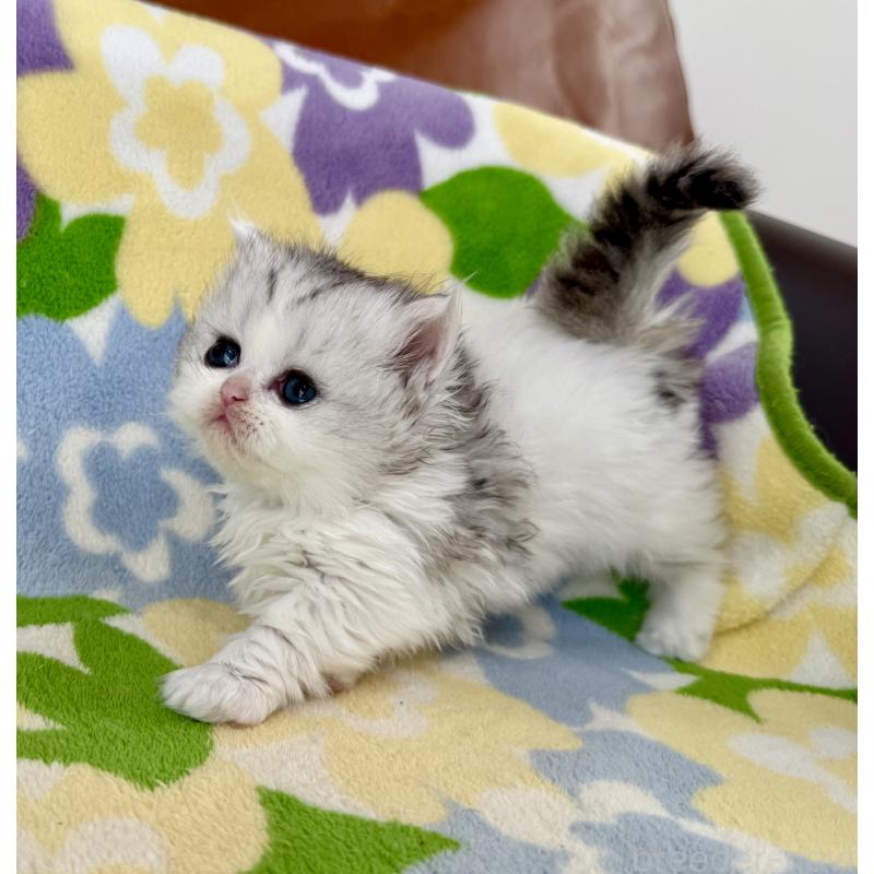 販売中の神奈川県のミヌエット-132506の7枚目