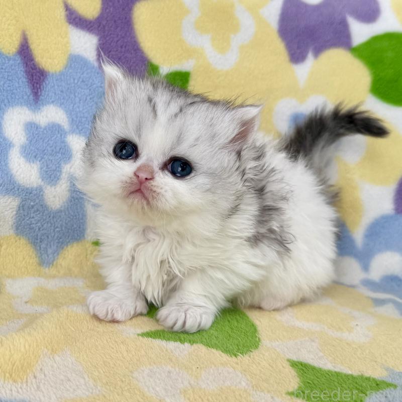 販売中の神奈川県のミヌエット-132506