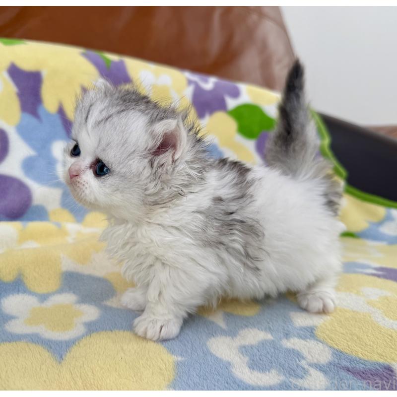 販売中の神奈川県のミヌエット-132506の6枚目