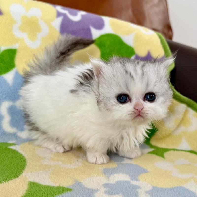 販売中の神奈川県のミヌエット-132506の5枚目