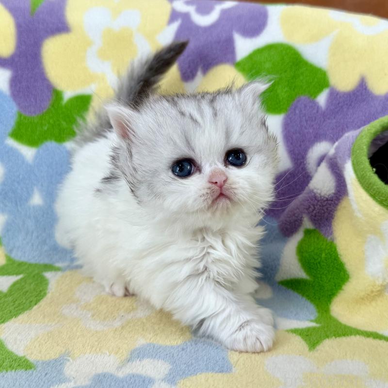 販売中の神奈川県のミヌエット-132506の4枚目