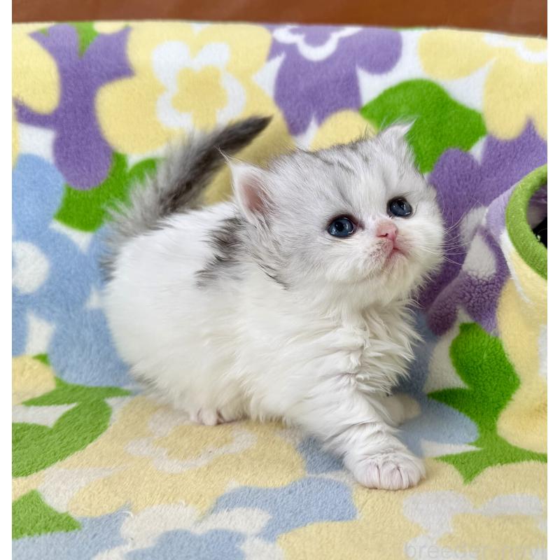 販売中の神奈川県のミヌエット-132506の3枚目