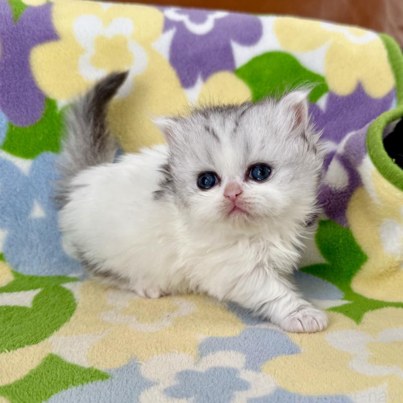 販売中の神奈川県のミヌエット-132506の2枚目