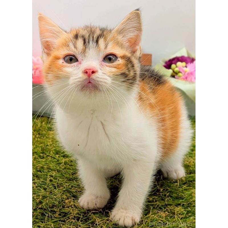 販売中の大阪府のスコティッシュフォールド-132505の7枚目