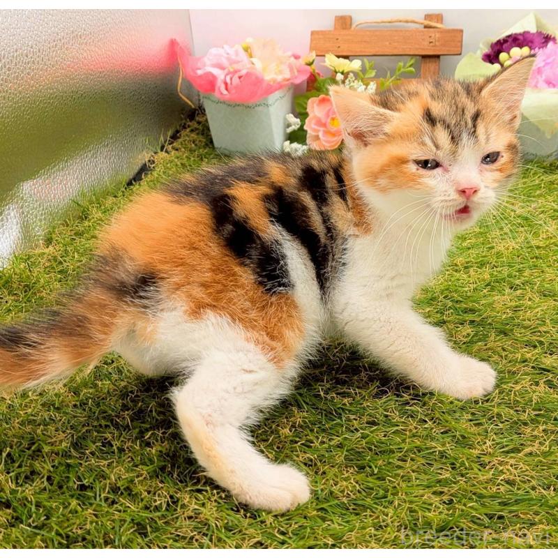 販売中の大阪府のスコティッシュフォールド-132505の6枚目