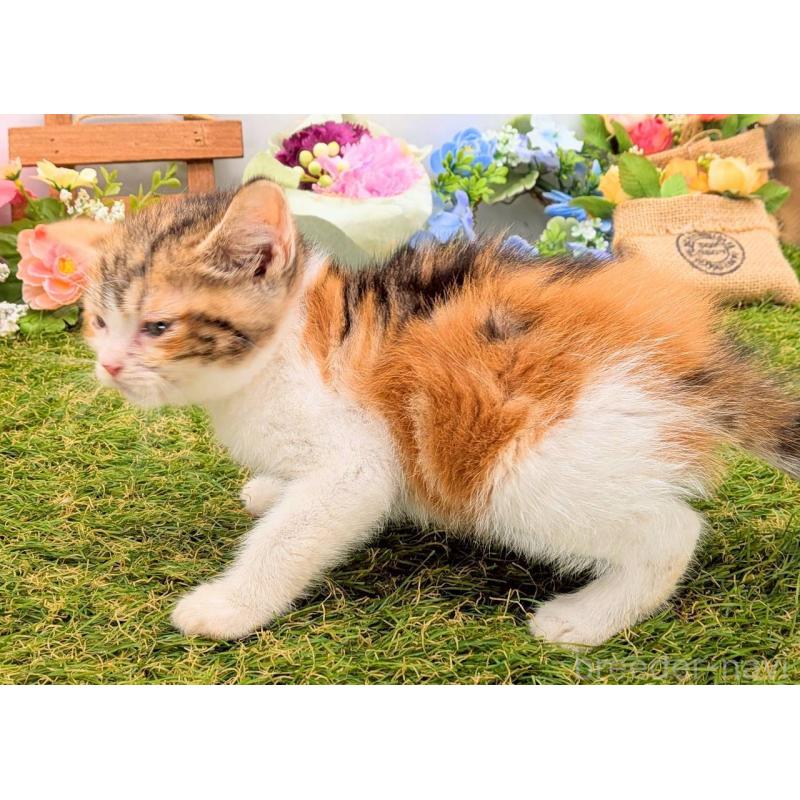 販売中の大阪府のスコティッシュフォールド-132505の5枚目