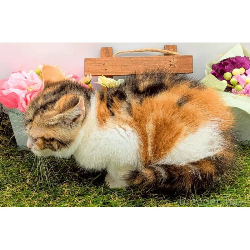 販売中の大阪府のスコティッシュフォールド-132505の4枚目