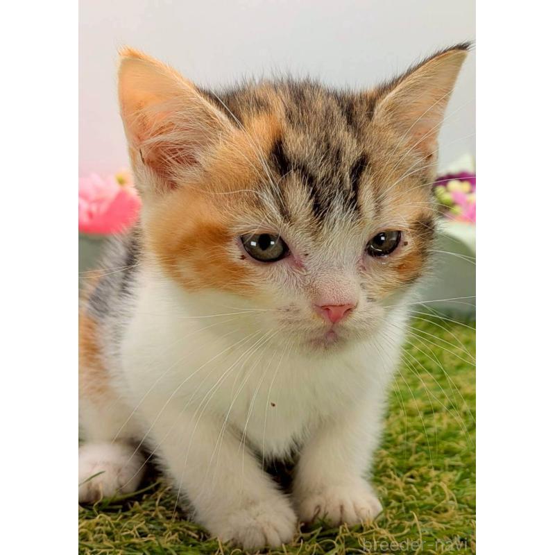 販売中の大阪府のスコティッシュフォールド-132505の3枚目