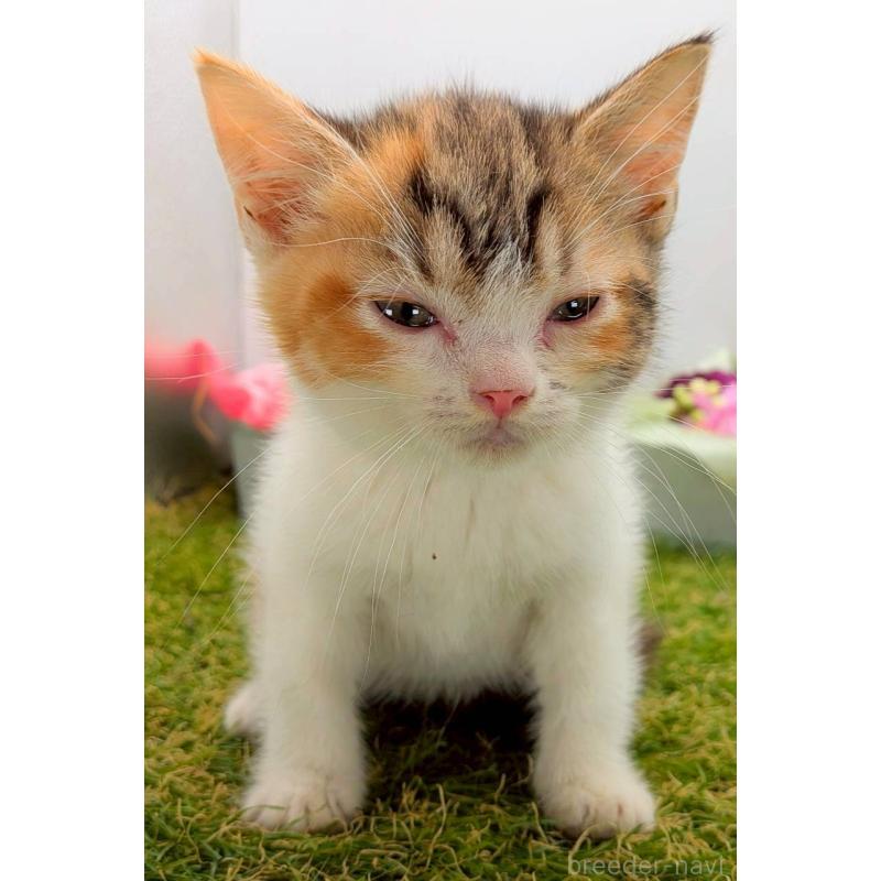 販売中の大阪府のスコティッシュフォールド-132505の2枚目