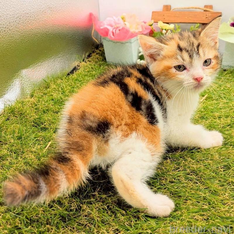 販売中の大阪府のスコティッシュフォールド-132505