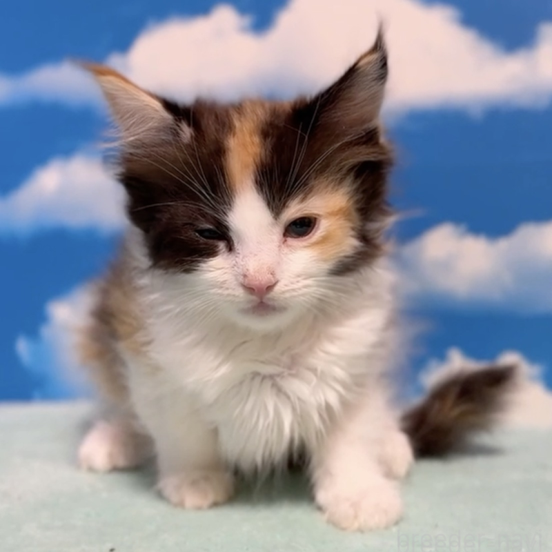 販売中の埼玉県のミヌエット-132509の3枚目