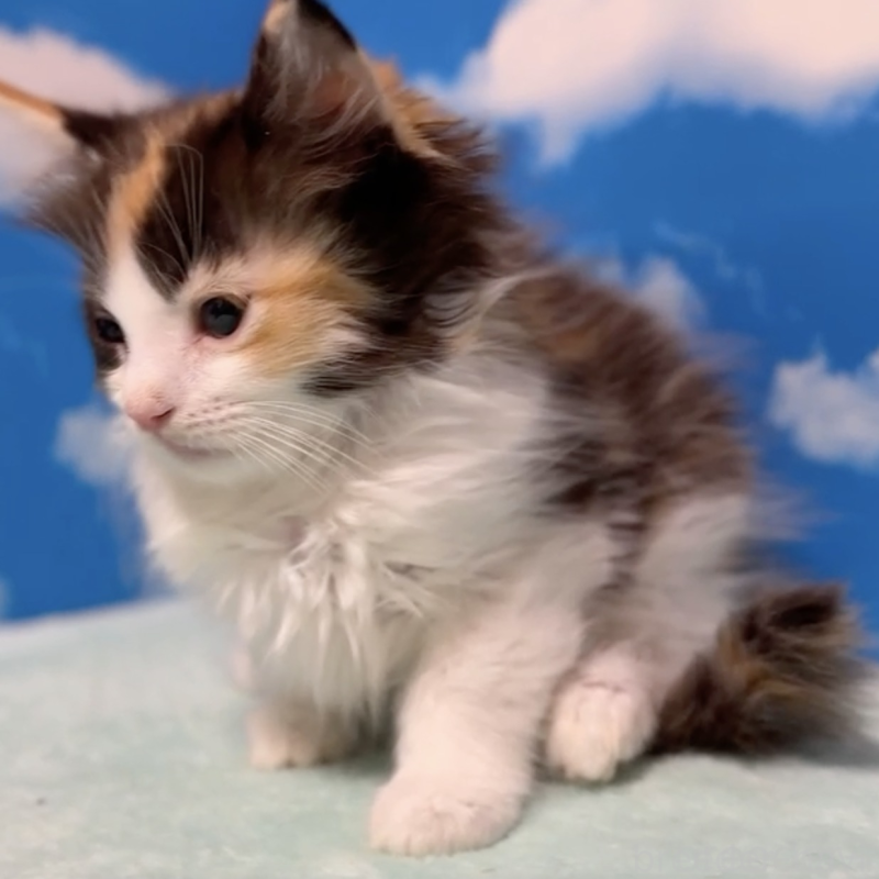 販売中の埼玉県のミヌエット-132509の2枚目