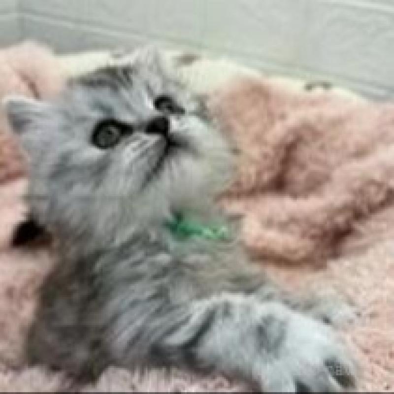 販売中の埼玉県のスコティッシュフォールド-132507の14枚目