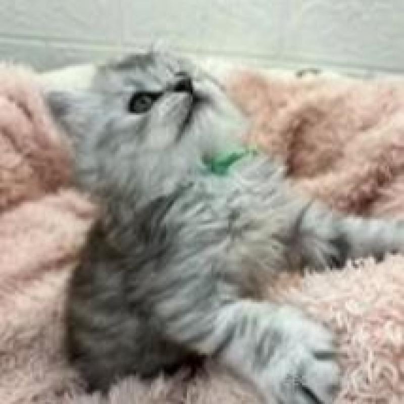 販売中の埼玉県のスコティッシュフォールド-132507の13枚目