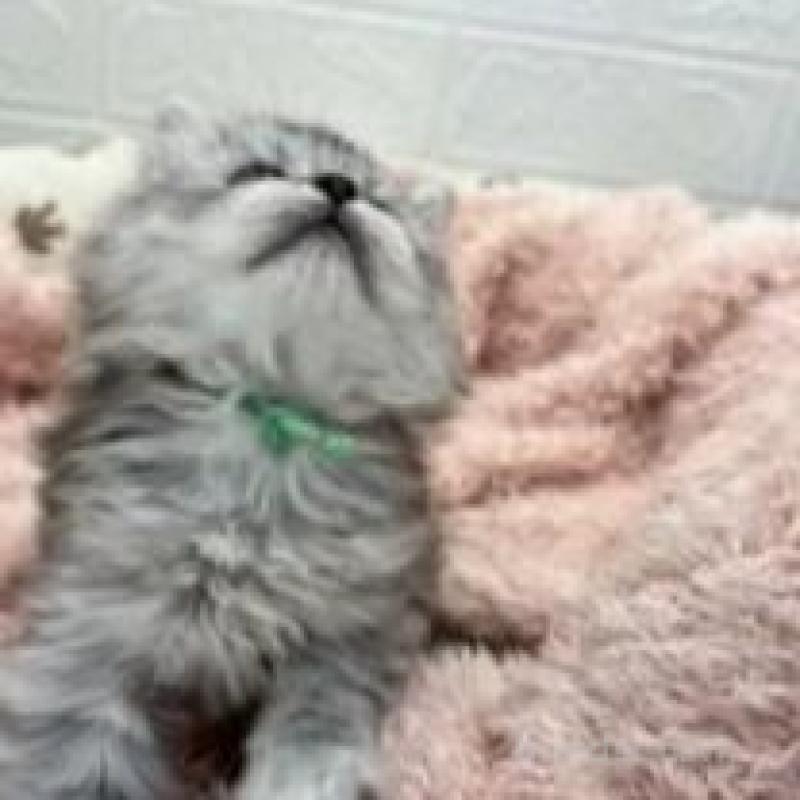 販売中の埼玉県のスコティッシュフォールド-132507の12枚目