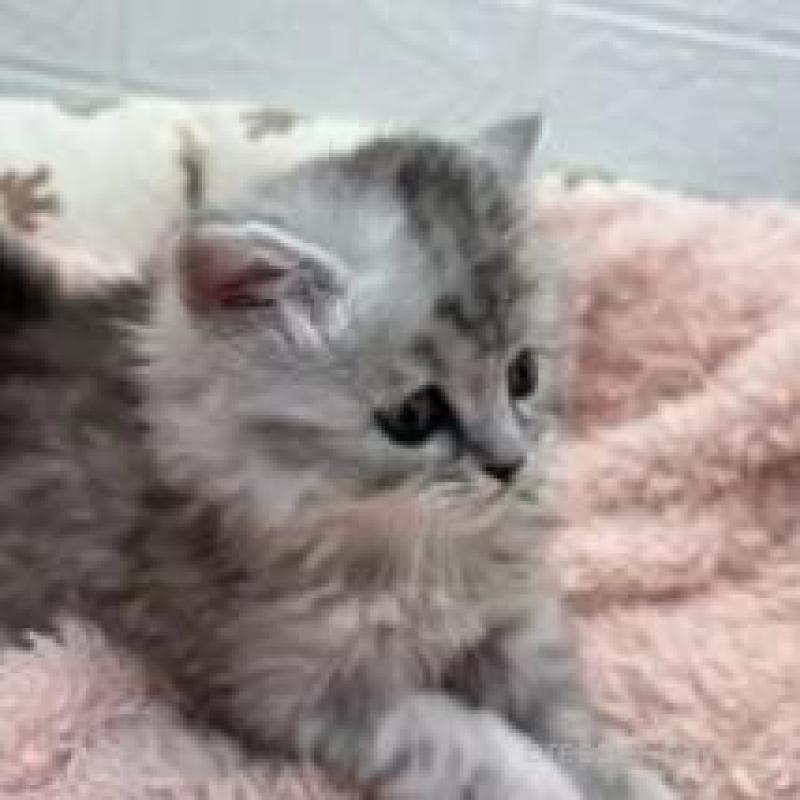 販売中の埼玉県のスコティッシュフォールド-132507の11枚目