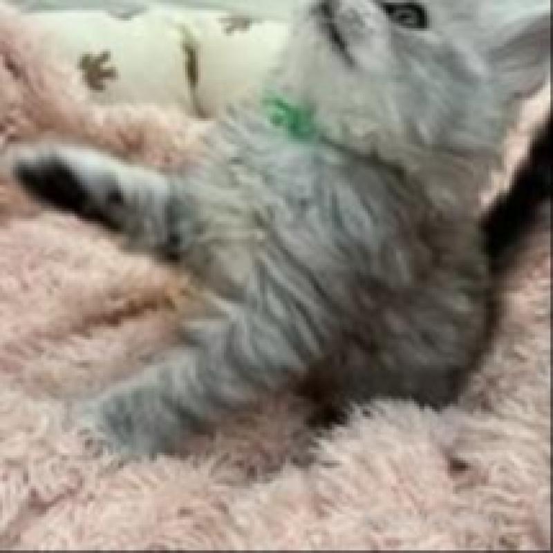 販売中の埼玉県のスコティッシュフォールド-132507の10枚目