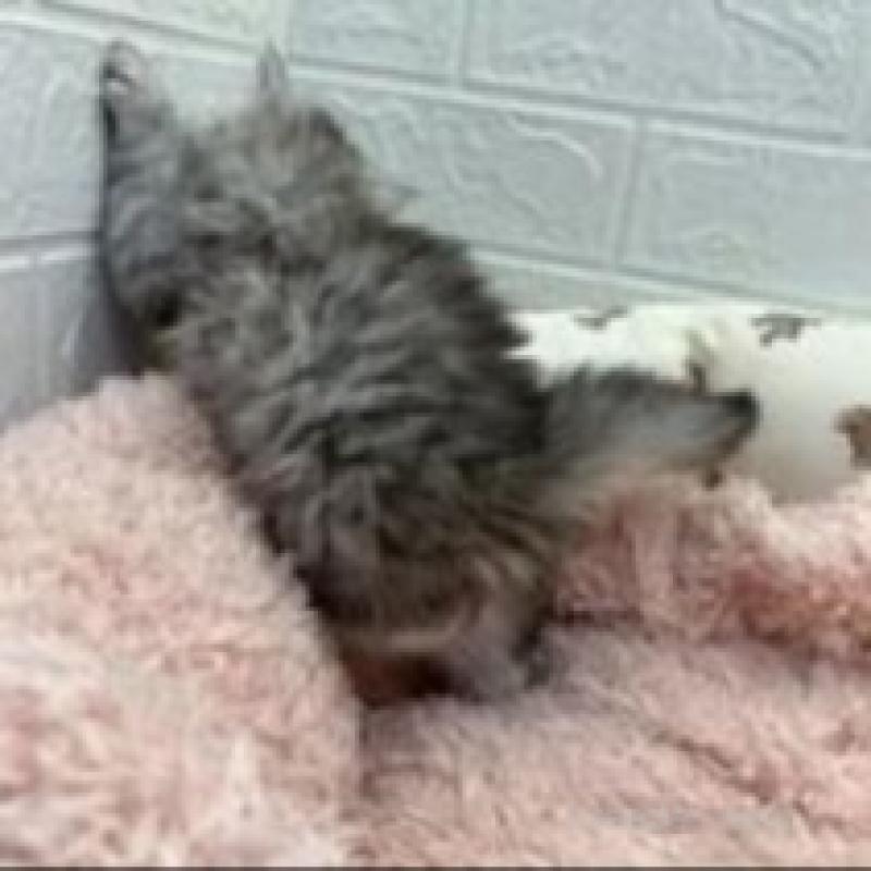 販売中の埼玉県のスコティッシュフォールド-132507の9枚目