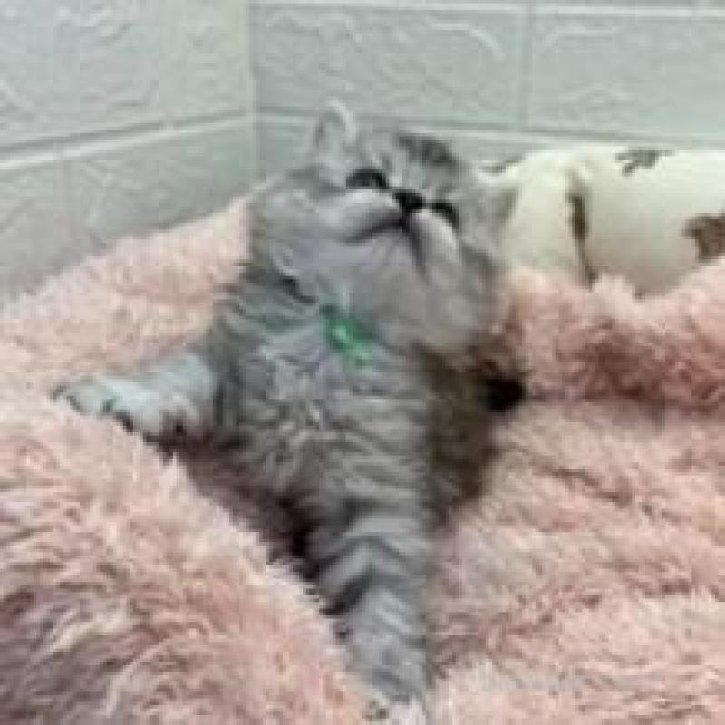 販売中の埼玉県のスコティッシュフォールド-132507の8枚目