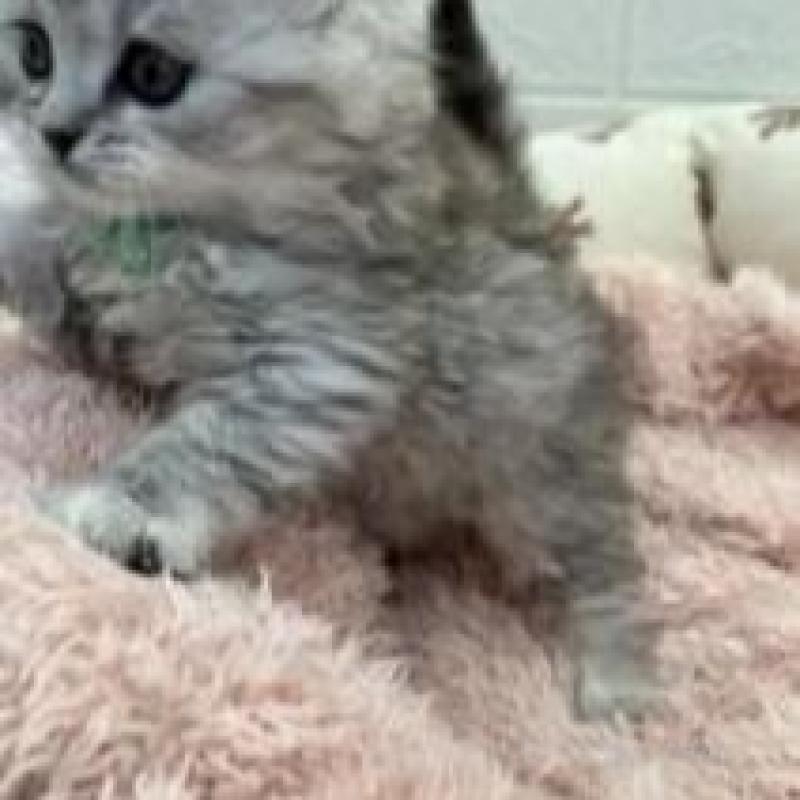 販売中の埼玉県のスコティッシュフォールド-132507の7枚目